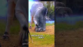 Sapi Jumbo Moster Yang Pernah Ada Di Kandang setiafarm