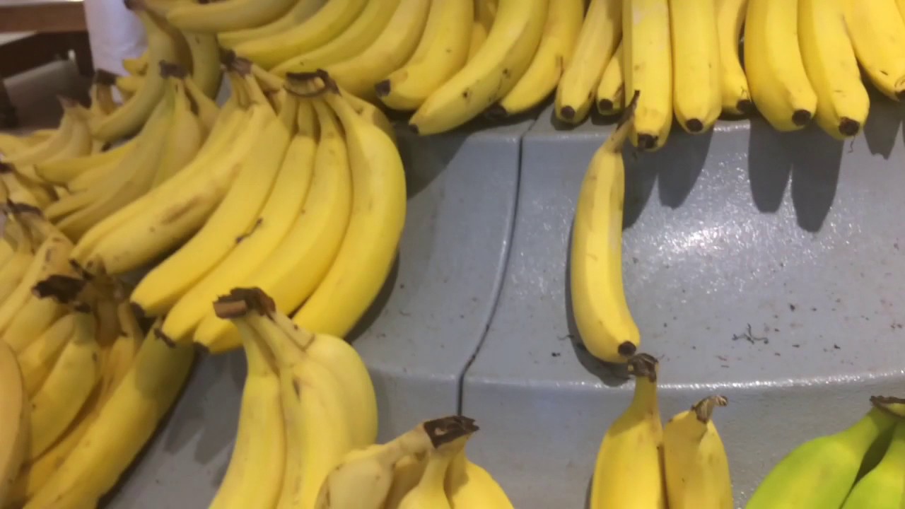 Counting 666 Bananas!!!