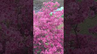 Azaleas And Erflies
