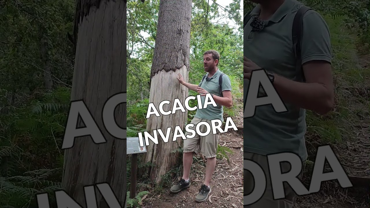 CÓMO SECAR UN ÁRBOL INVASOR 🌳🍂 #shorts