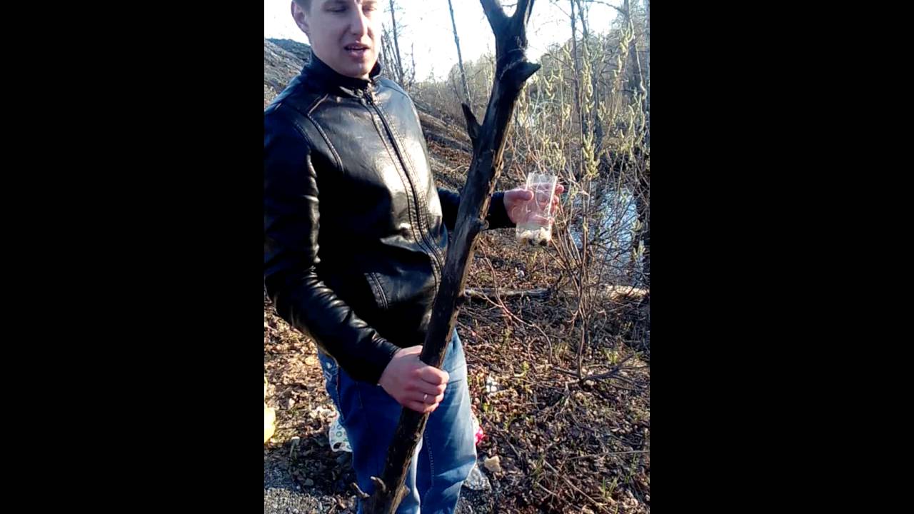 Ловля верховки