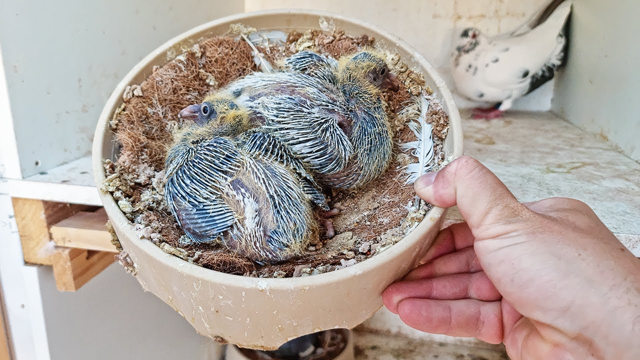 Double Blue Grizzle Pigeons