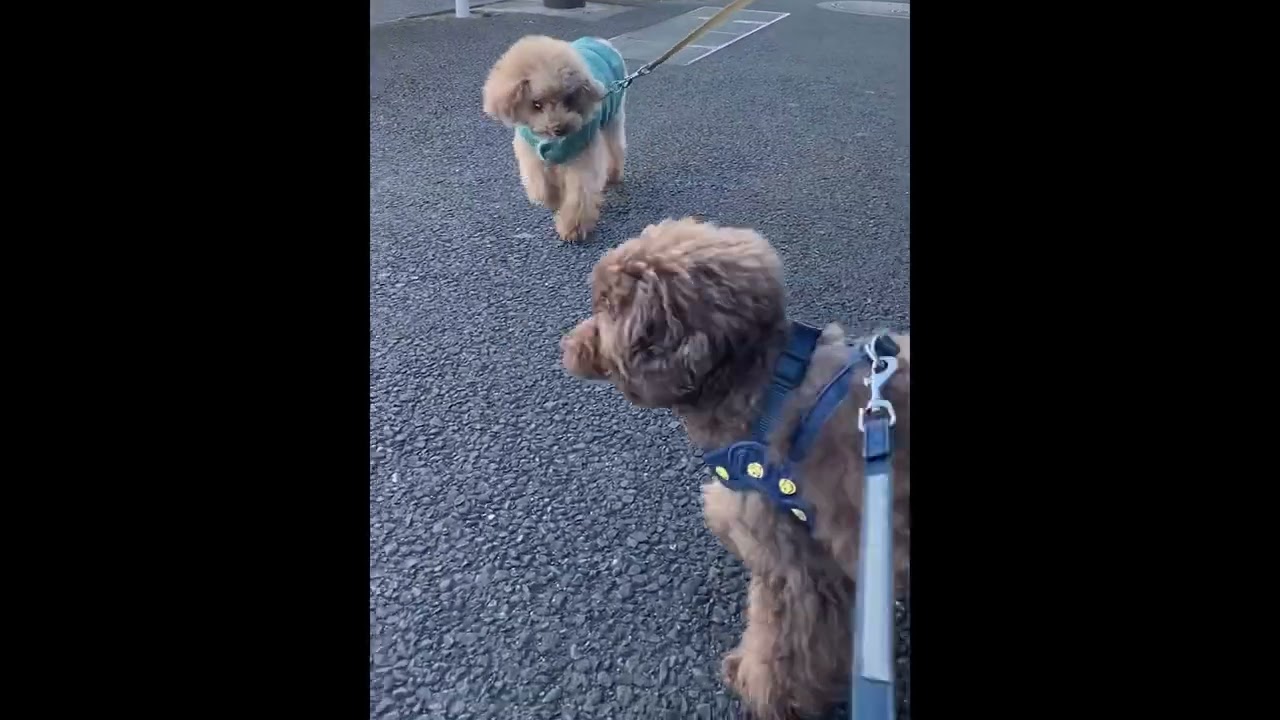 ムックとまるのあしあと