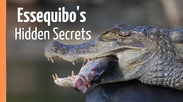 Guyana’s Hidden Treasure - The Mighty Essequibo | Full Documentary