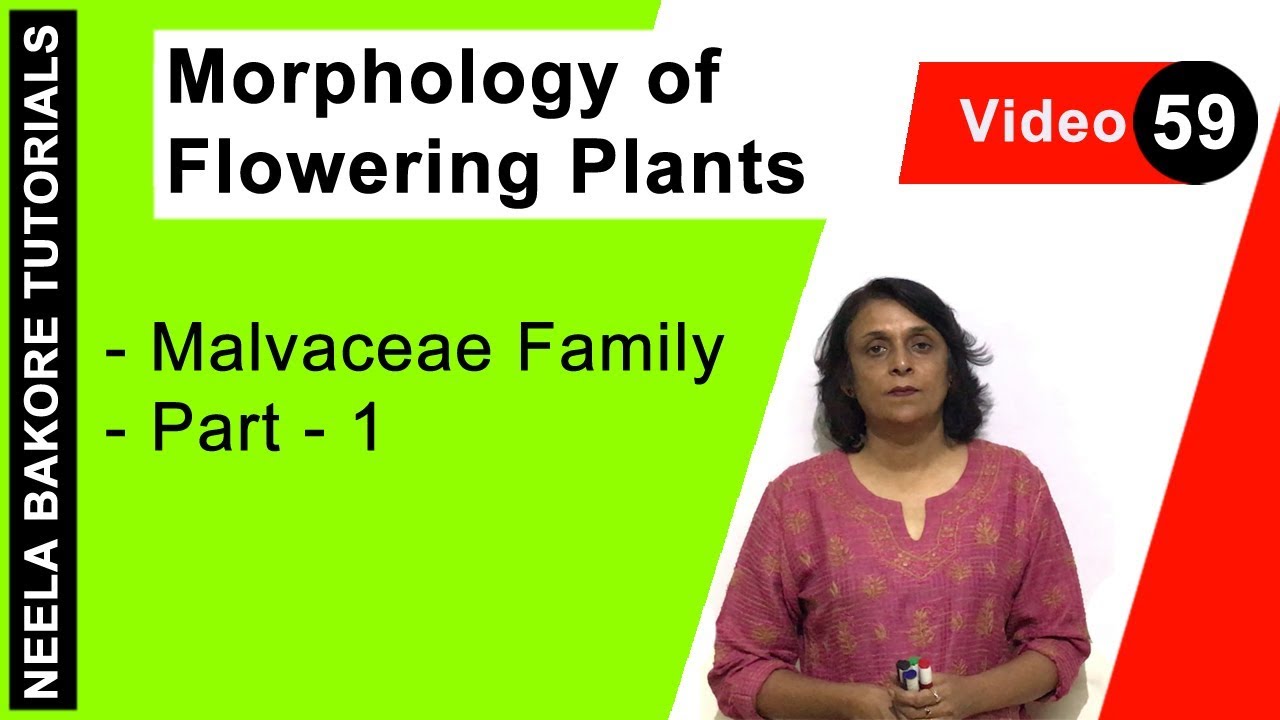 Morphology of Flowering Plants | NEET | Malvaceae Family - Part 1 | Neela Bakore Tutorials