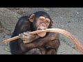 Chimp Johari Plays With Palm Frond