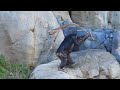 Chimp Johari Plays With Palm Frond