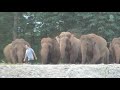 Elephants Run And Celebrate With Favorite People - ElephantNews