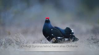 BIRDID sammenligner storfugl og orrfugl