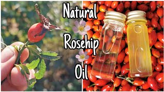 How To Make Rosehip Oil  Easily Step By Step