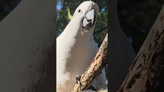 Cookie returned today #parrot