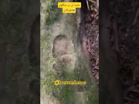 دفینه های سنگین درجنگل هیرکانی