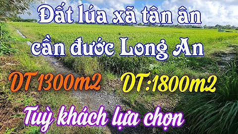 Đất lúa ấp 3 xã tân ân cần đước Long An  [ Diện tích 1300m2 và 1800m2 tuỳ khách chọn]