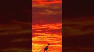 Clip 18 13,000 Fields Of Peace Your Presence Is A Gift