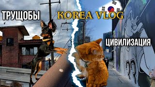 Корейские трущобы и цивилизация/Ищем клинику для собак в Сеуле/KOREA VLOG