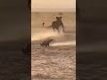 Honey bagger the fearless animal #animals #youtubeshorts #realestate #realestateagent #trending