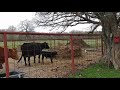 Mad Cow Protects Baby Calf from a Chicken