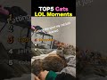 TOP5 Cats LOL Moments