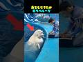 ベルーガは魚をもらうために歌まで歌う