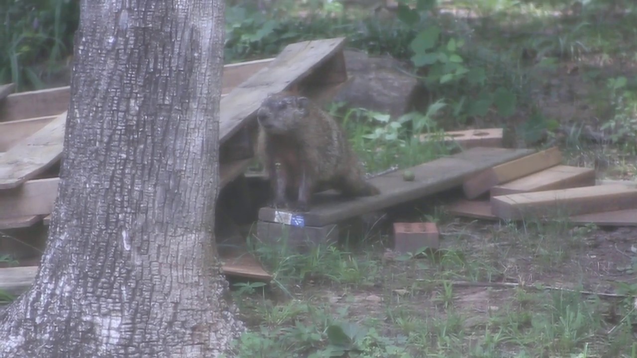 Watching the Groundhog - YouTube