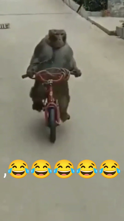 funny monkeys | manki comedy video | cycle chalata bandar | monky cycling | 15M views #shorts