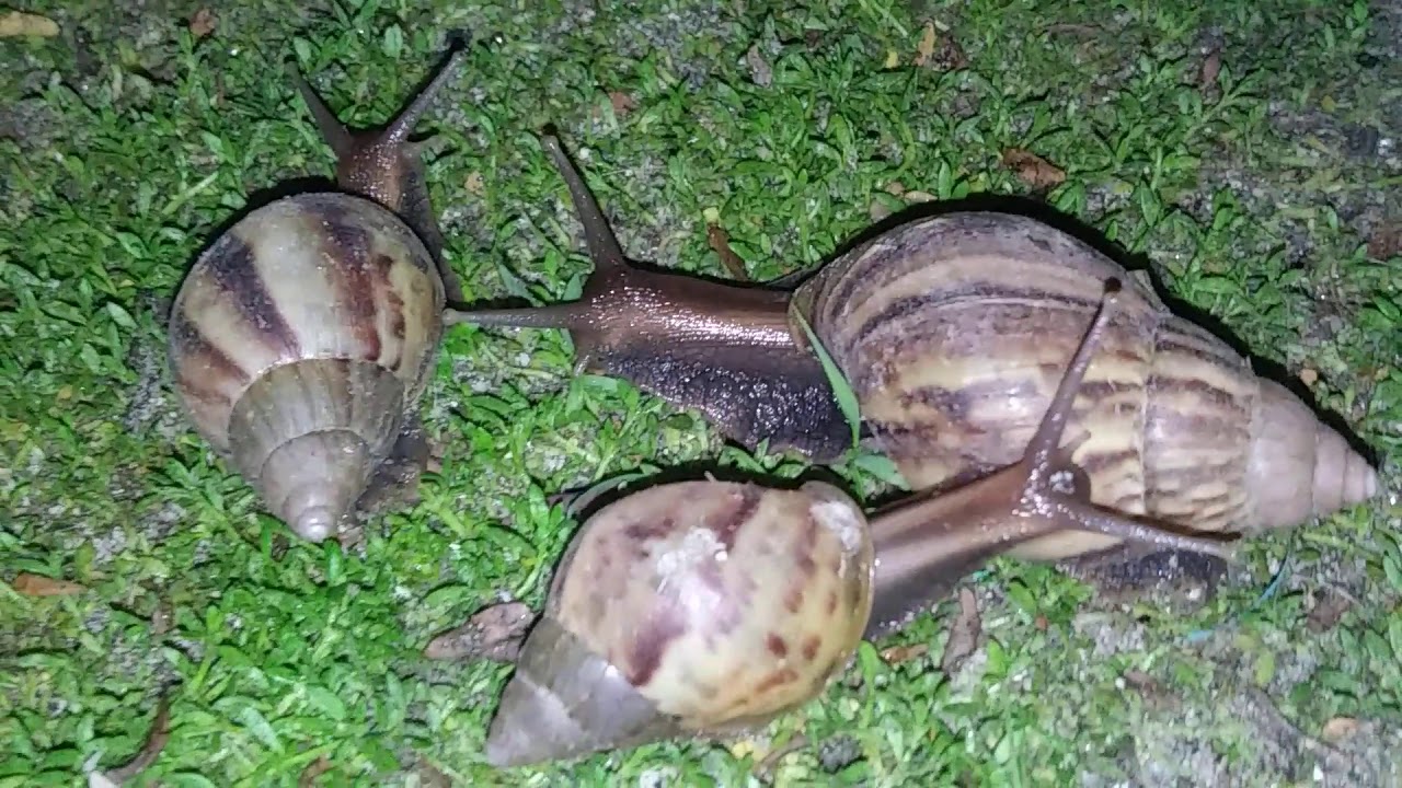 Big Snails In The Philippines YouTube
