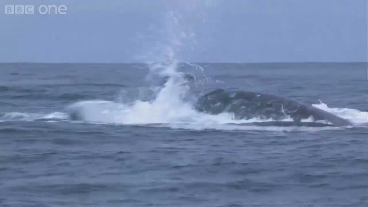 Humpbacks trying to fight off killer whale feeding frenzy