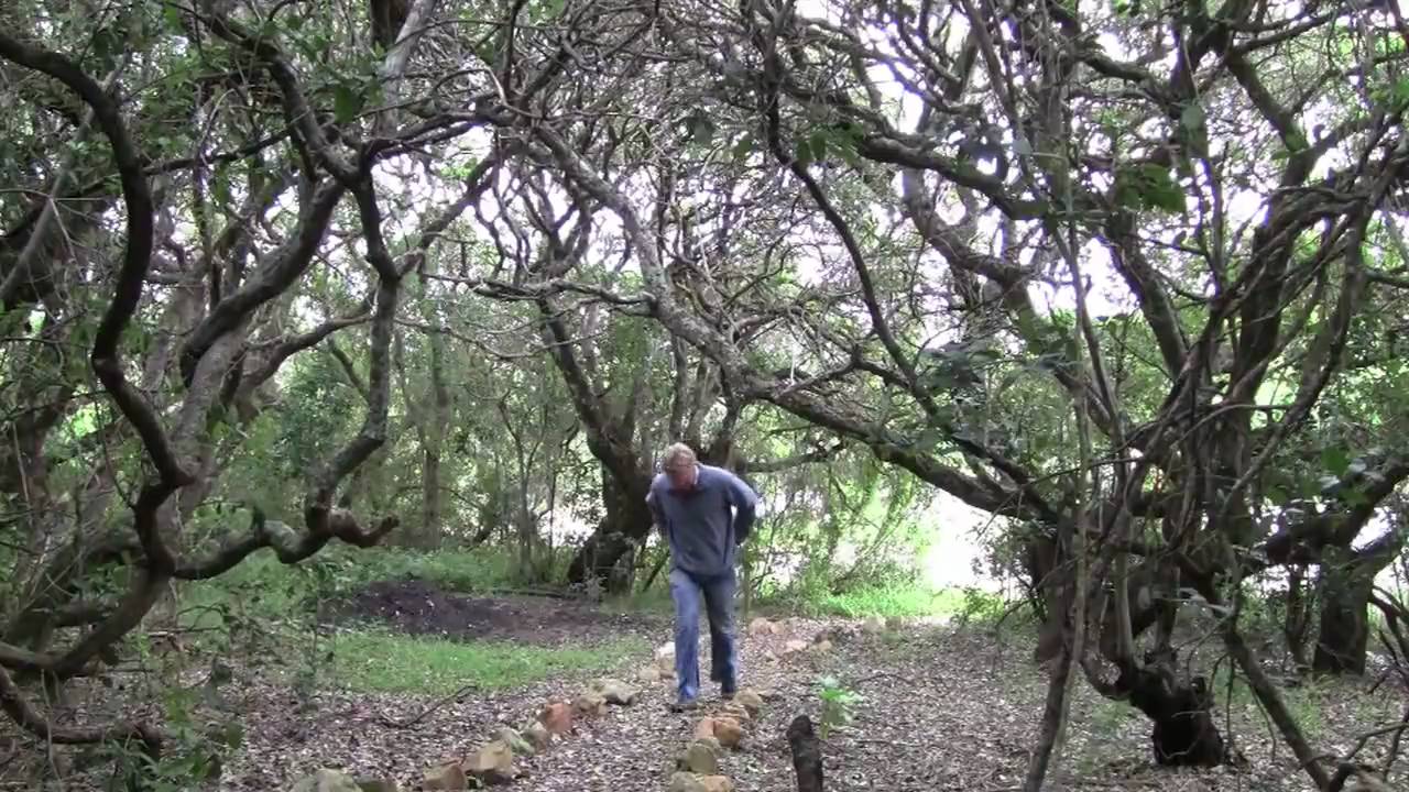 Sean Privett :  Cape Floral Kingdom (Fynbos)