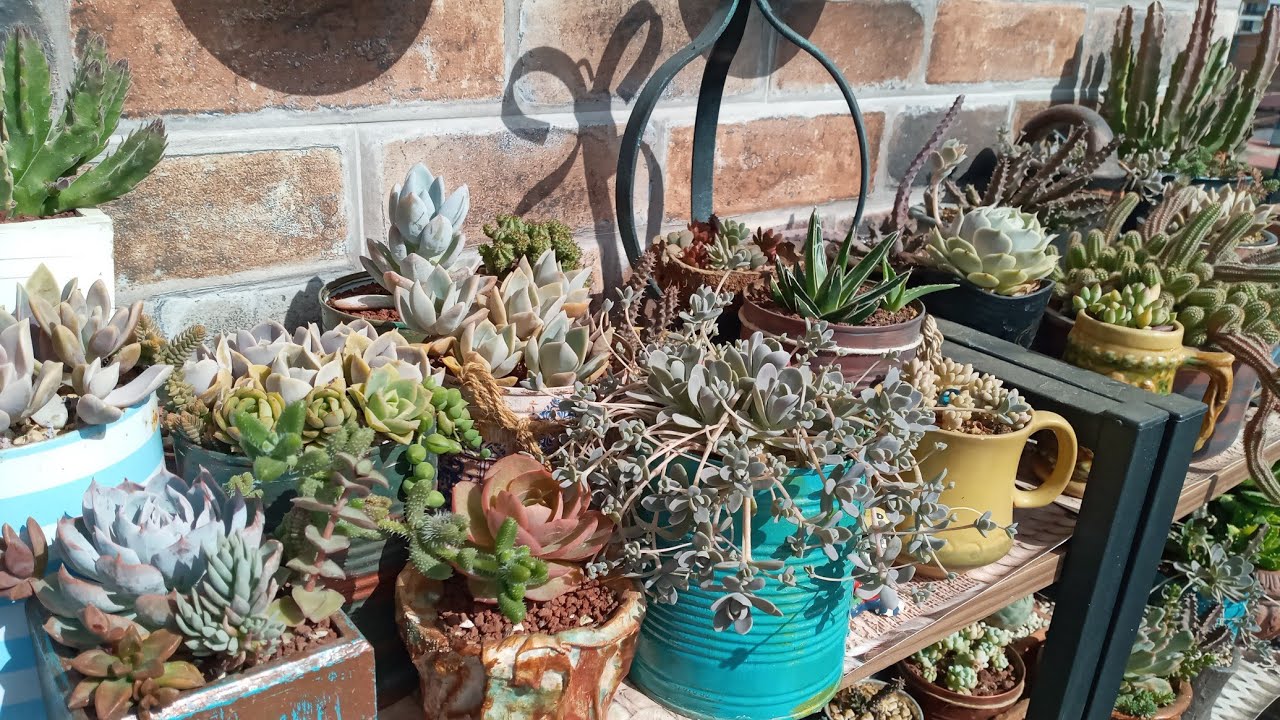 Kuşların çiçeklerimize zarar vermesini nasıl engelleriz.