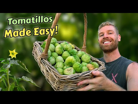 Growing Tomatillos from