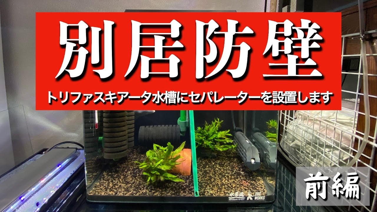 別居防壁 前編 ビタエニアータの を救出するべく自作セパレーター設置 うまく完成したのでしょうか Youtube