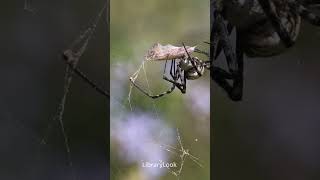 Shorts: Banded Garden Spider