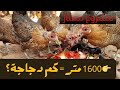 مشروع تربية الدجاج الفيومي كم دجاجة نقدر نربي في 1600 متر