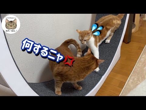 【保護子猫VS坊ちゃん猫】譲れないバトル勃発してしまいました…