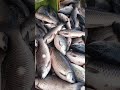 #shorts #5kgrohufish #Bigfish  Rohu and Katla Fish | Fish farming | Big fish Catching | Aqua factory