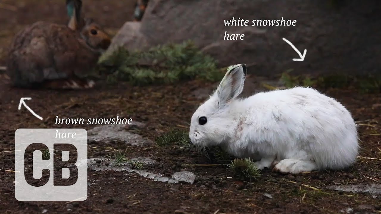 Animals with white winter camouflage could struggle to adapt to climate  change - Carbon Brief