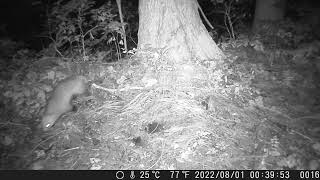Japanese Badger Squat-Marking After Pooping At Latrine