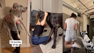 Great Dane TikTok Compilation! pt 2