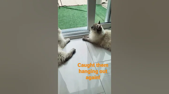Watch the video about Caught them! #shorts #followme #fun #cat #cute #cutecat #siberian #viral
