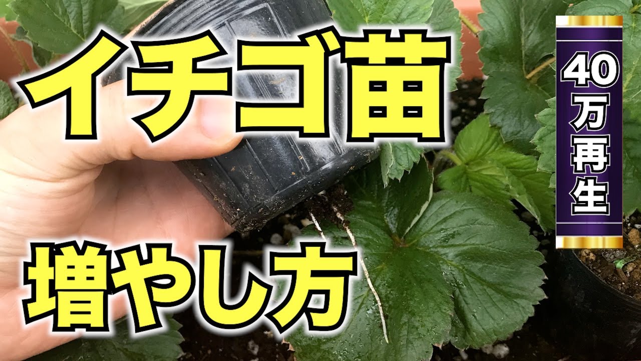 イチゴ 苗 の 増やし 方