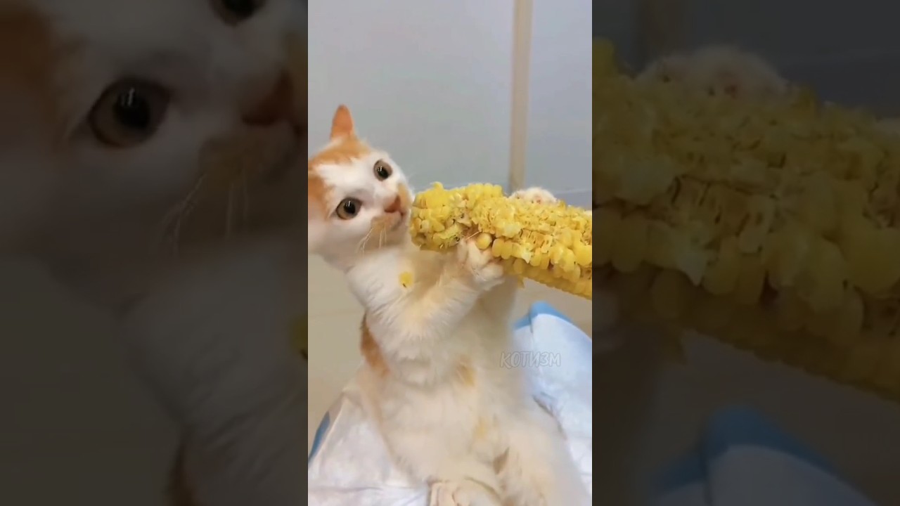 youtube video for Мемно? :)