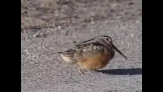 Teri Jhalak Asharfi Srivalli Song Bird Dance