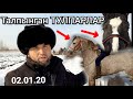 Аргымактан тогузу Медет саяпкерде турат 👉 Польша 🐎 ОРЛОВСКИЙ 👍Геркулес