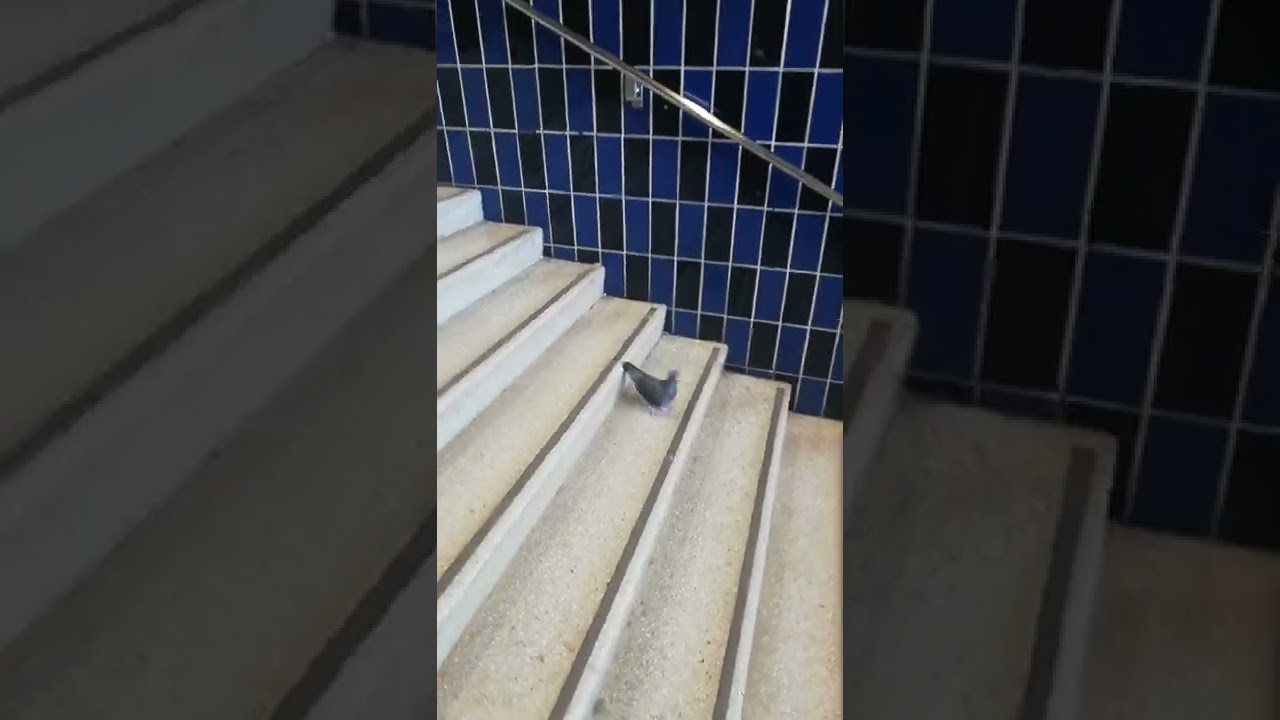 Watch Pigeon walking down the stairs on YouTube Watch Pigeon walking down the stairs on YouTube