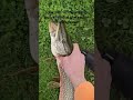 Great Northern Pike on a Megabass Magdraft 6 inch in a bone shad pattern. #swimbaits #fishing