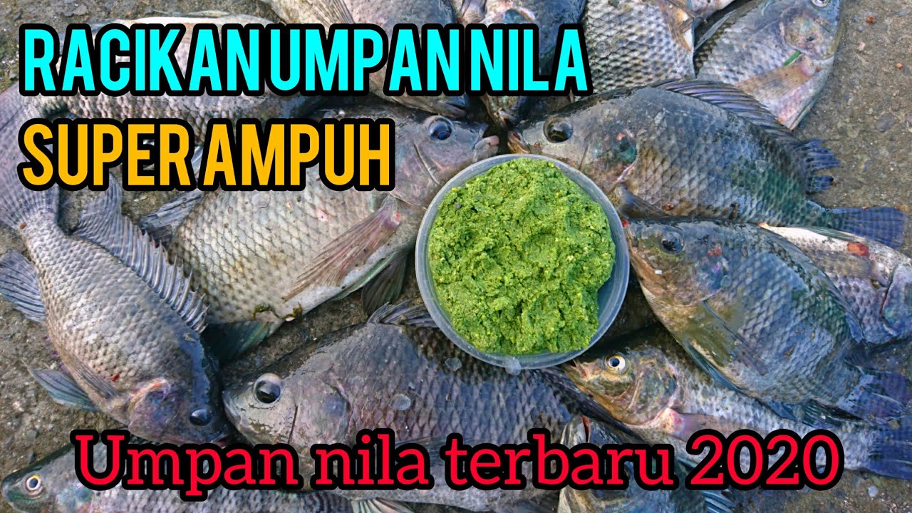 Cara Bikin Umpan Ikan Nila, Ikan Mas,Tawes Liar Dan Harian Paling Ampuh