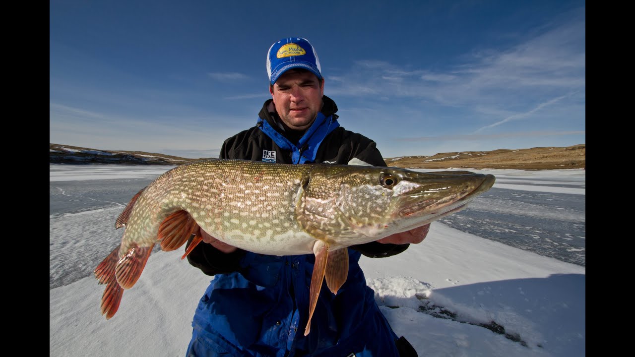 Trophy Ice Fishing Opportunities On Fort Peck YouTube Trophy Ice Fishing Opportunities On Fort Peck YouTube