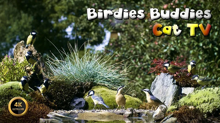 Watch the video about 🔴24/7 LIVE Cat TV 😺 Sunny Day On the Feeder ☀️ 🐦🌿