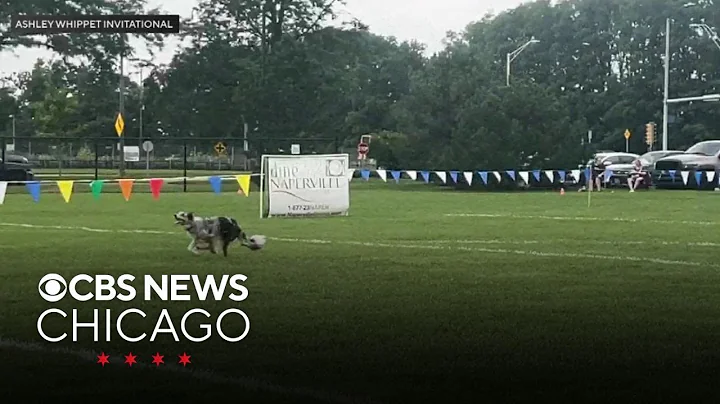 Frisbee dog world championship competition returns to Naperville