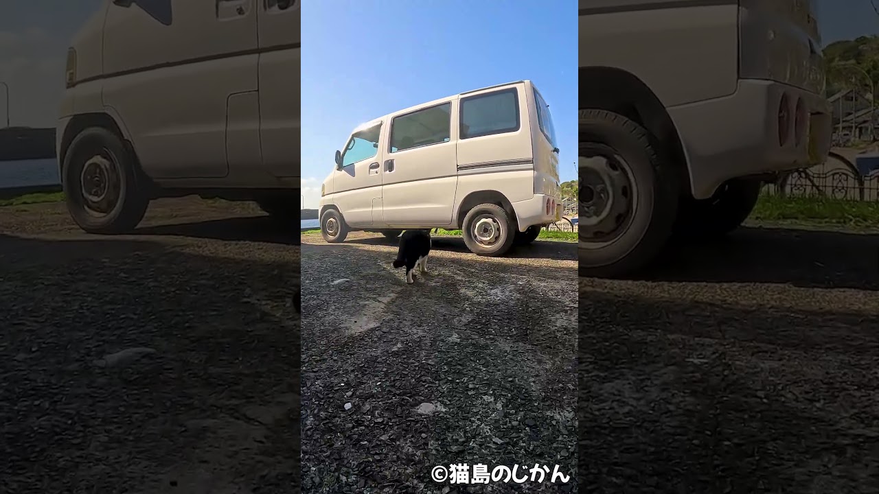 プライバシーを求めて #shorts #猫 #cat #बिल्ली #kedi